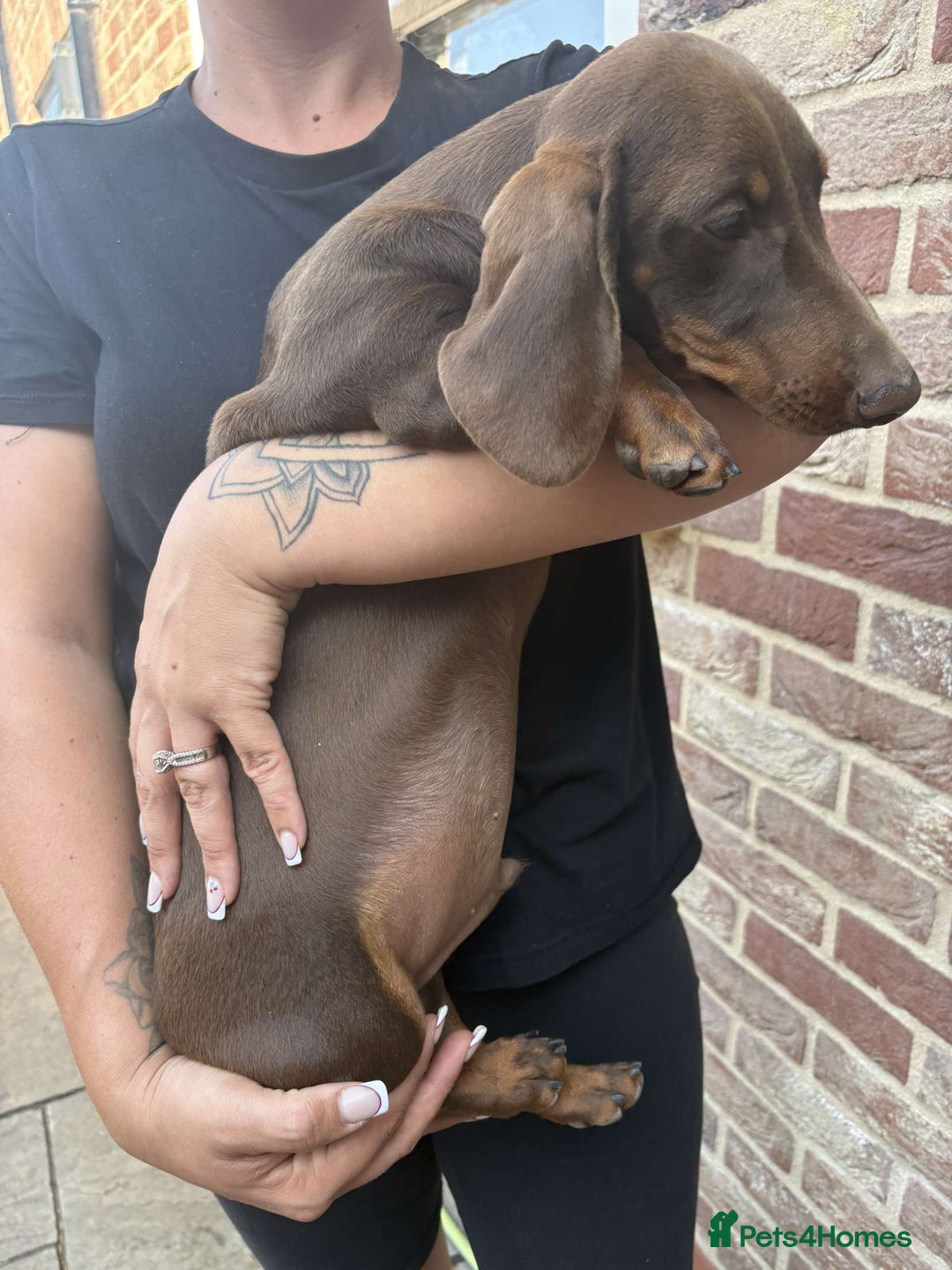 Miniature Dachshund dogs for sale: ONE MALE LEFT CHOC&TAN AVAILABLE READY TO LEAVE in Thetford - Image 14