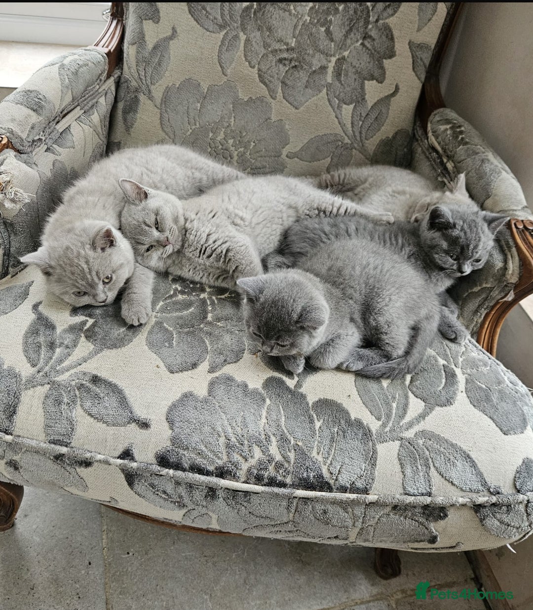 British Shorthair cats for sale: Four Beautiful British Short Hair Kittens  - Image 6