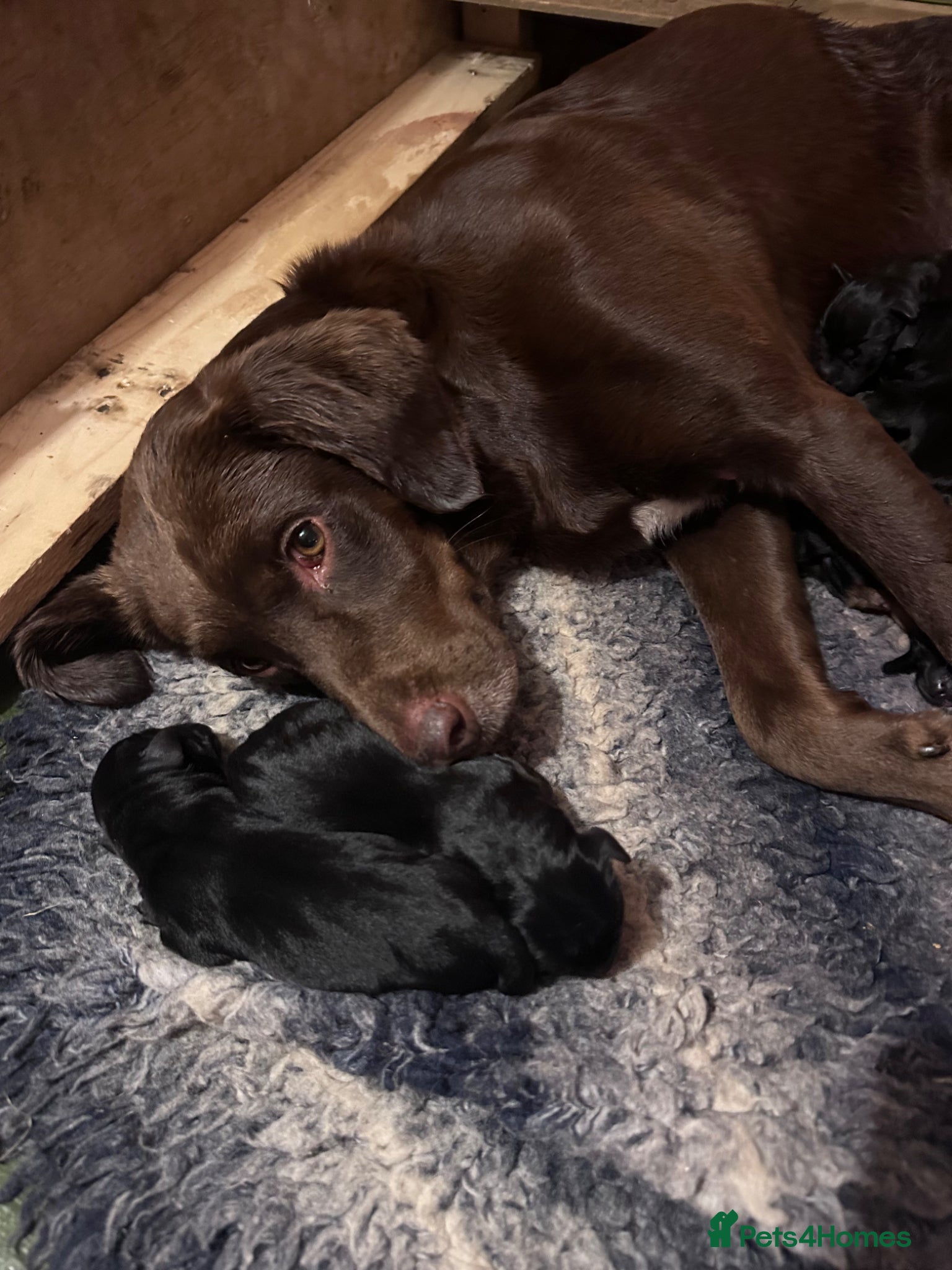 Mixed Breed dogs Labrador Spring crossed pups - Advert 5