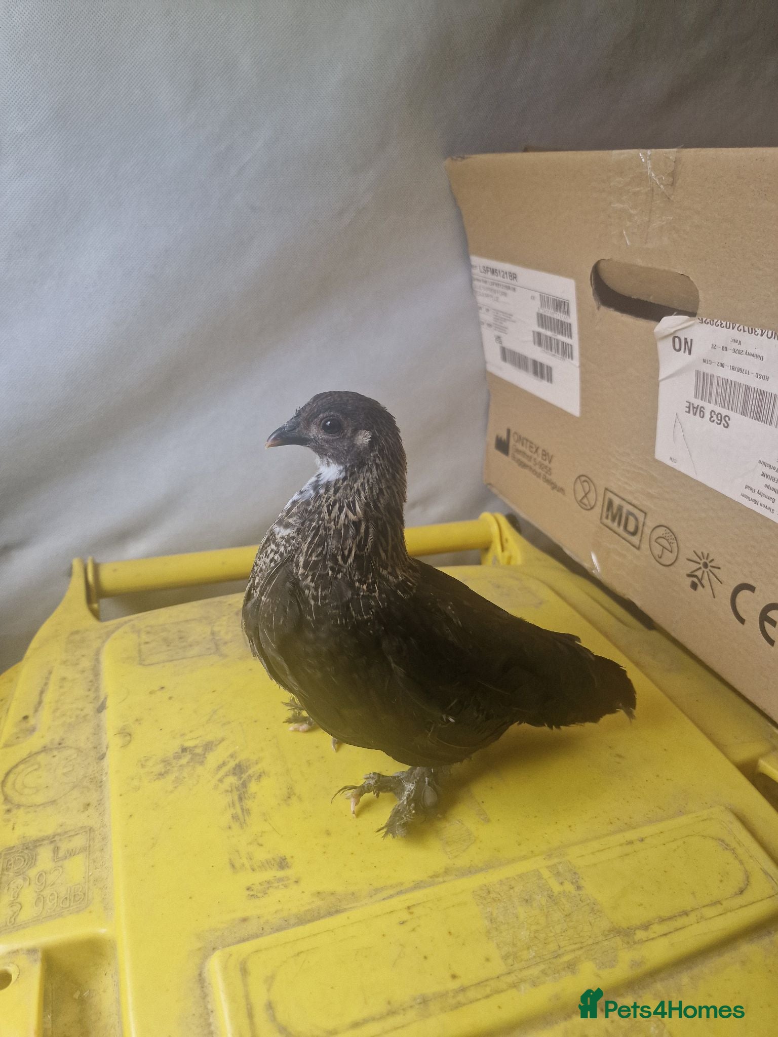Chickens poultry Black sablepoots available  - Advert 13