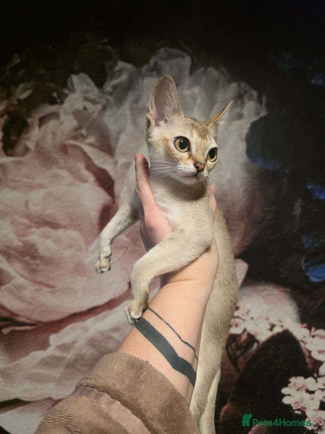 Singapura cats for sale: Stunning Singapura kittens  - Advert 38