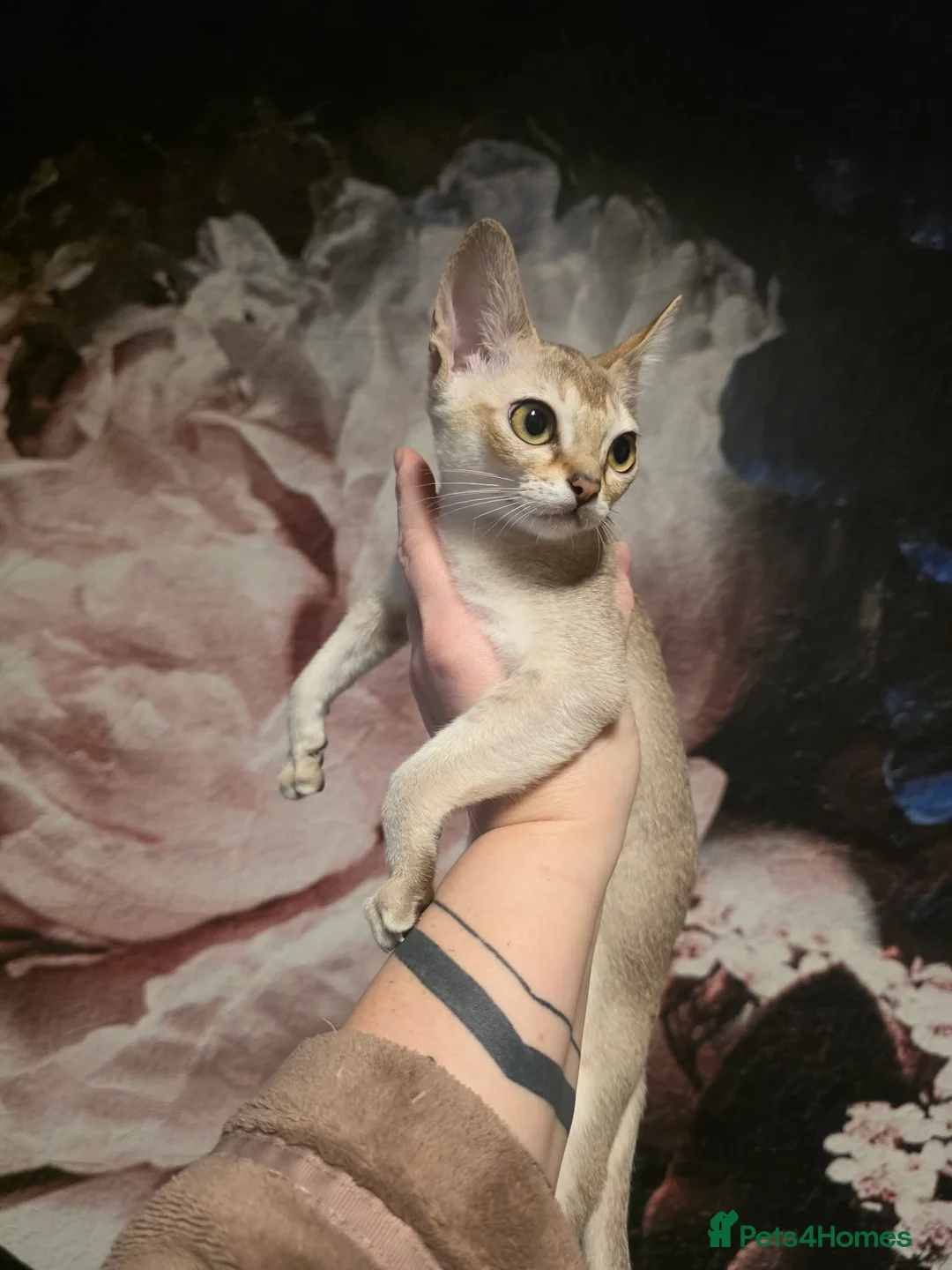 Singapura cats for sale: Stunning Singapura kittens  - Advert 25