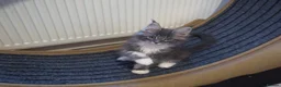 Maine Coon cats for sale: Maine Coon kittens XXL - Advert 17