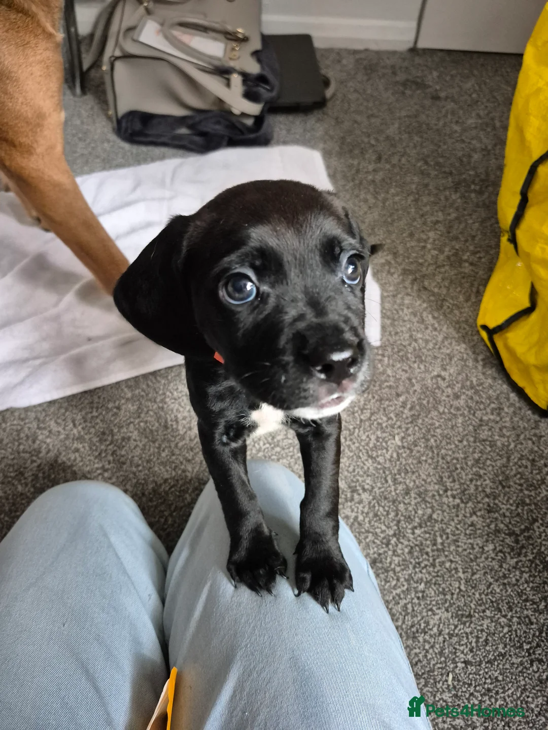 Mixed Breed dogs for sale: Black Bullmastiff BOY X Springer Spaniel  - Advert 7