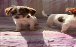 Chihuahua dogs for sale: Chihuahua cross King Charles  - Image 5