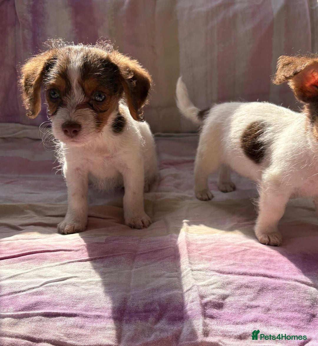 Chihuahua dogs for sale: Chihuahua cross King Charles  - Image 5