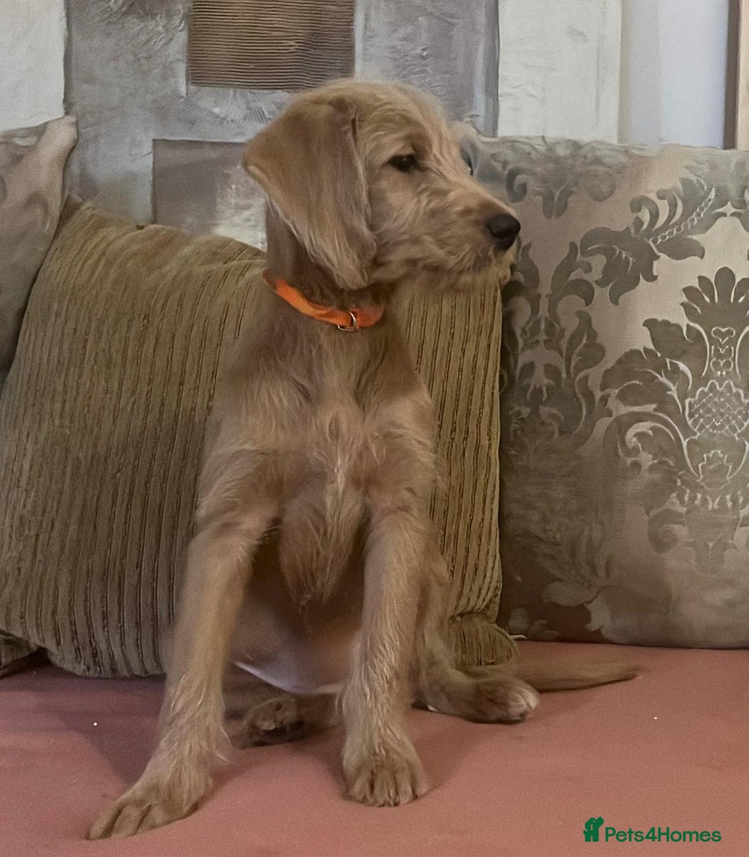 Labradoodle dogs for sale: Absolutely beautiful Labradoodles - Advert 7