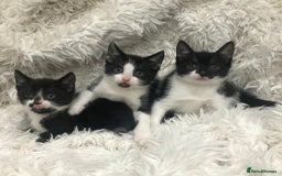 Mixed Breed cats for sale: Lovely kittens 8 weeks old  - Image 7
