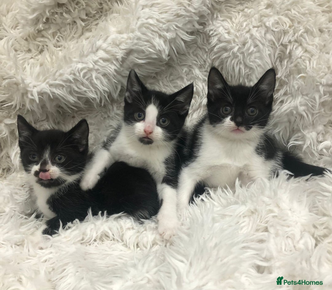 Mixed Breed cats for sale: Lovely kittens 8 weeks old  - Image 7