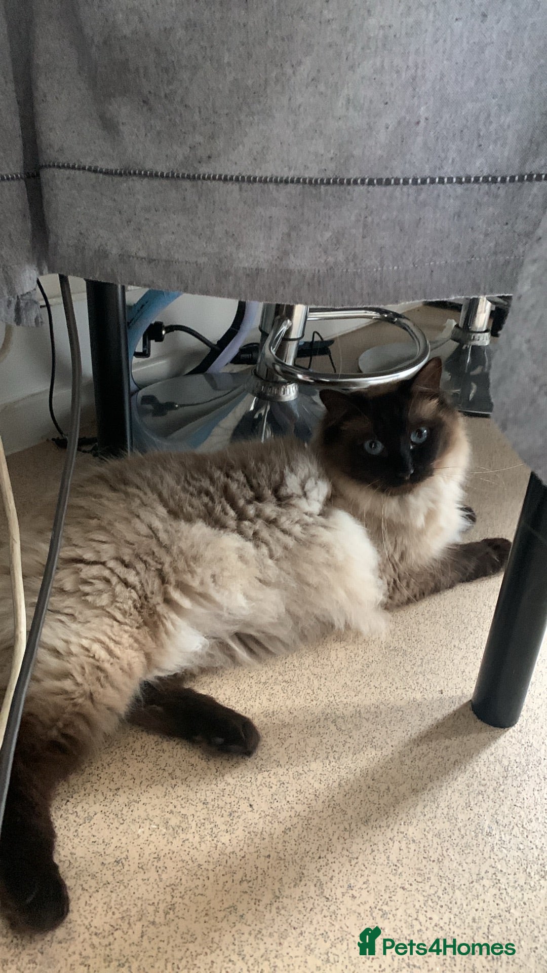 Ragdoll cats Rag doll male - Advert 1