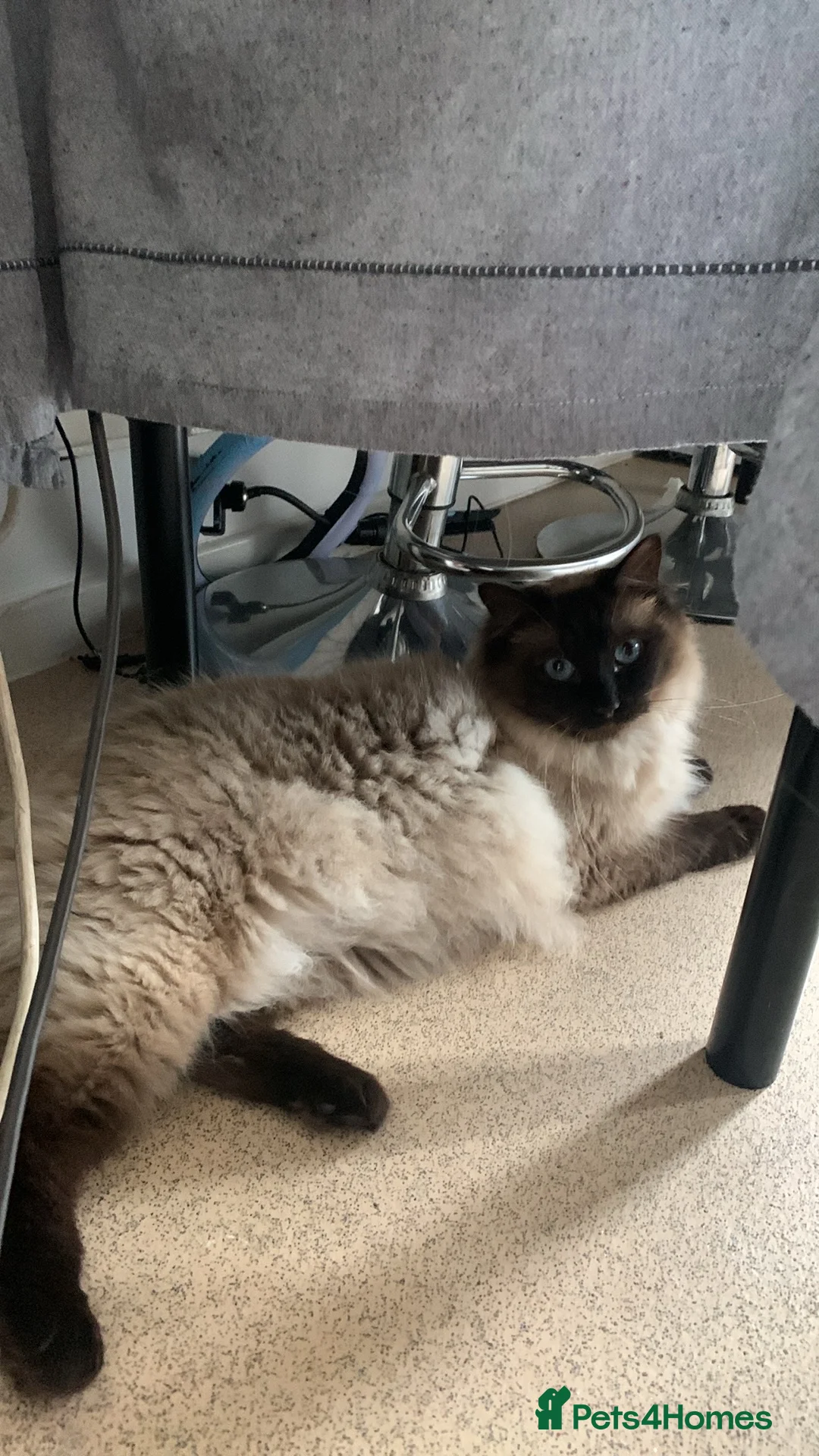 Ragdoll cats for sale: Rag doll male - Advert 1