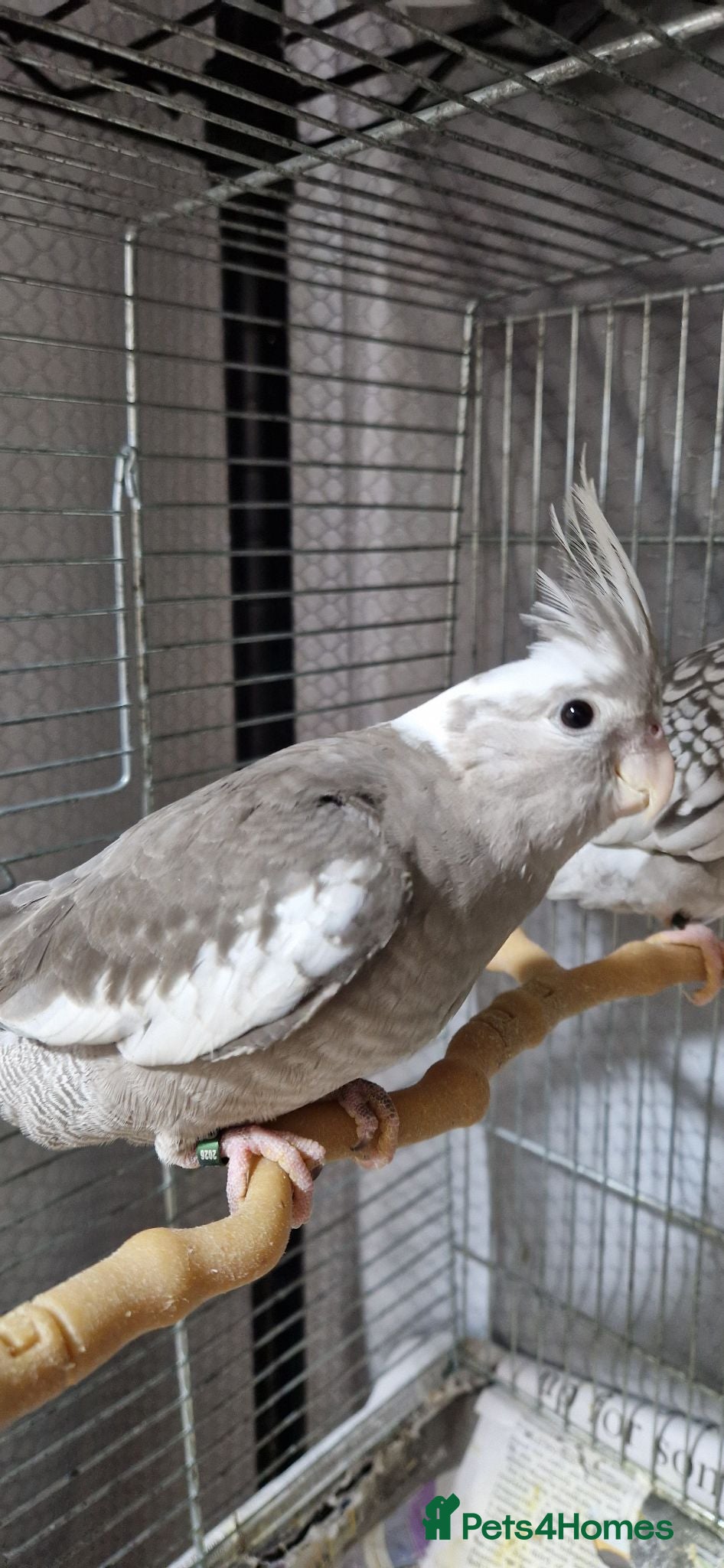 Cockatiels birds 11 weeks old hand reared cockatiels  - Advert 2