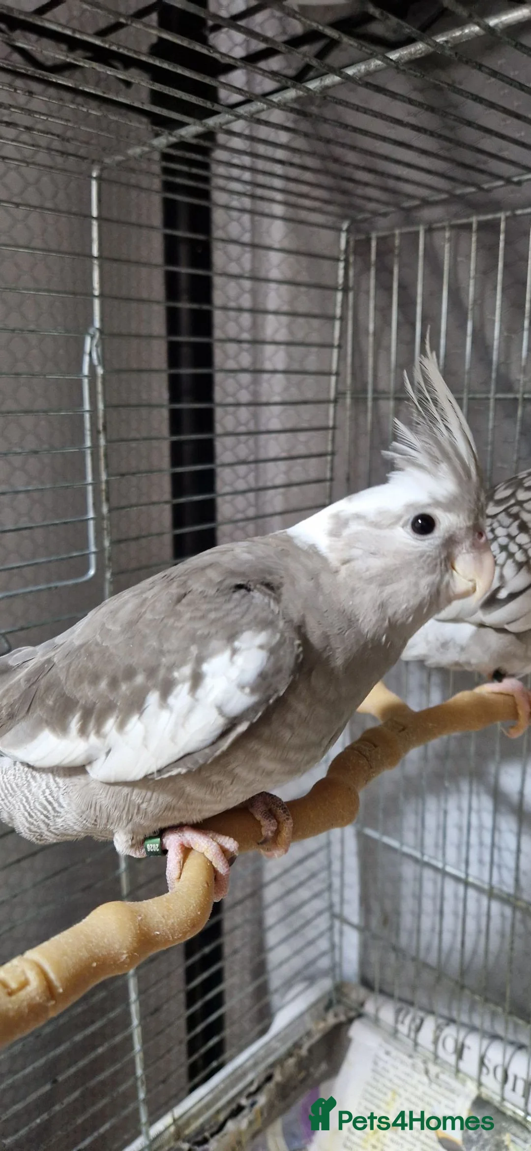 Cockatiels birds for sale: 11 weeks old hand reared cockatiels  - Advert 2