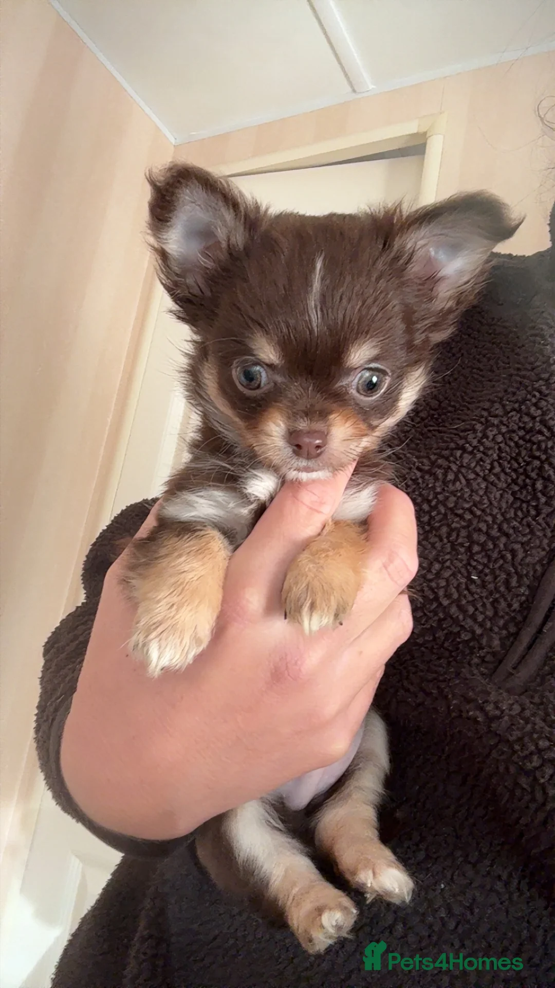 Chihuahua dogs for sale: stunning full breed chihuahua puppies last boy - Advert 1