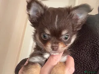 Chihuahua dogs stunning full breed chihuahua puppies last boy - Advert 4