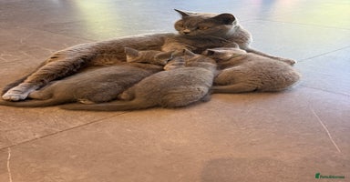 British Shorthair cats - Advert 9