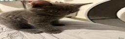 Mixed Breed cats for sale: Kittens - Advert 3