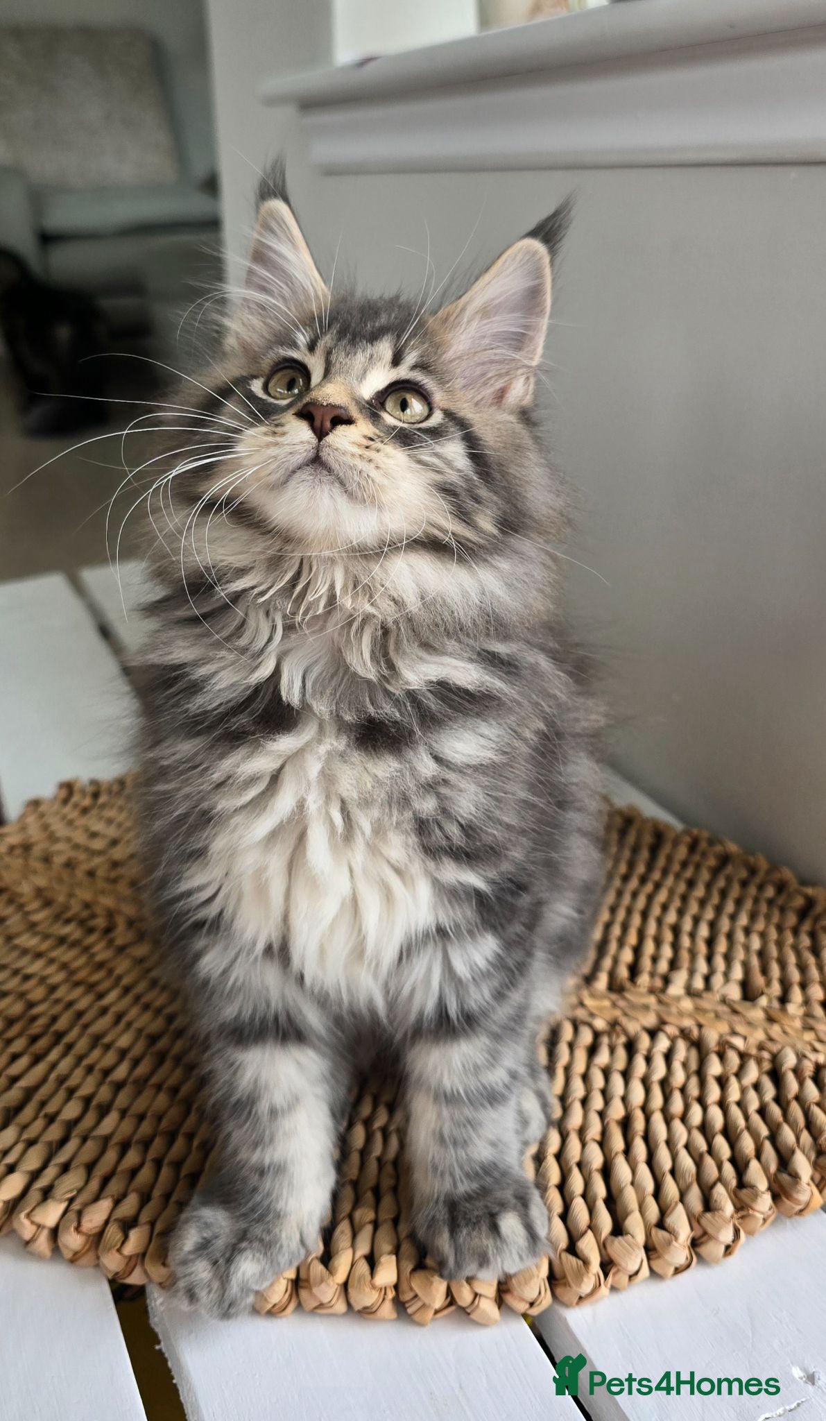Maine Coon cats Maine coon kittens - Advert 15