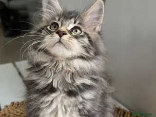 Maine Coon cats Maine coon kittens - Advert 15