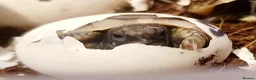 Hermann Tortoise reptiles for sale: Hermann baby - Advert 2