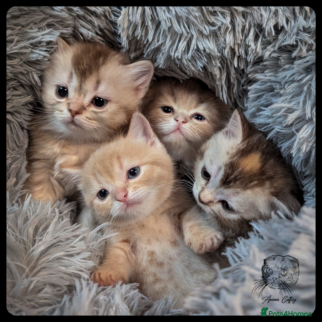 Scottish Fold cats for sale: TICA Registered Scottish kittens - Image 2