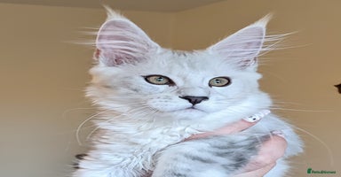 Maine Coon cats - Advert 5