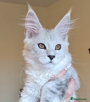 Maine Coon cats - Advert 5