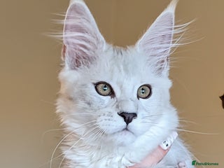 Maine Coon cats - Advert 14