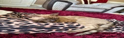 Bengal cats for sale: Seal Solid Silver Mink Bengals ❤️ - Advert 7