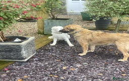 Mixed Breed dogs for adoption: Adorable Abbie is still Looking for Love 🐾 - Image 11