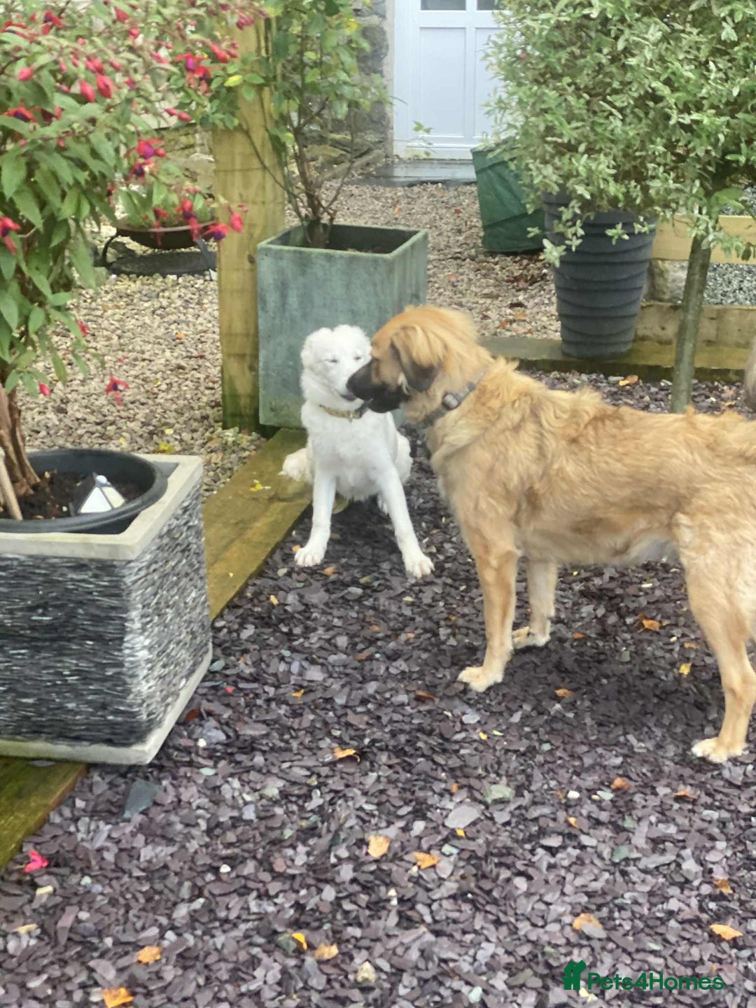 Mixed Breed dogs for adoption: Adorable Abbie is still Looking for Love 🐾 - Image 11