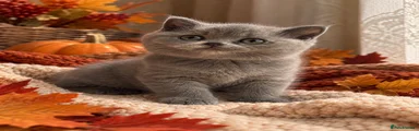 British Shorthair 3