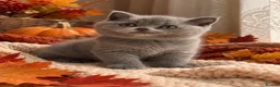 British Shorthair cats for sale: 🐾 Beautiful British Shorthair Kittens 🐾 - Advert 3