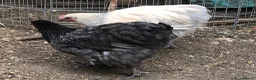 Chickens poultry for sale: Orpington Cockerels  - Advert 18