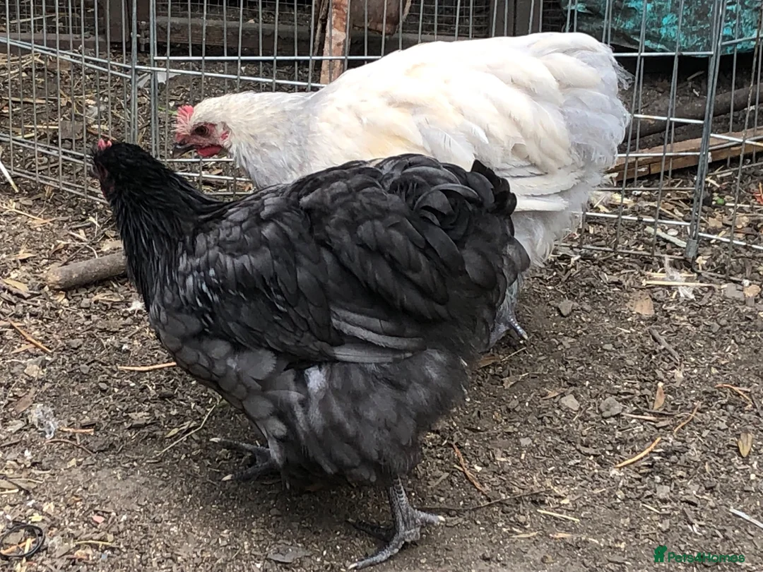 Chickens poultry for sale: Orpington Cockerels  - Advert 18