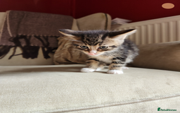 Mixed Breed cats for sale: Maine Coon/Norwegian Forest/British Shorthair X - Image 3