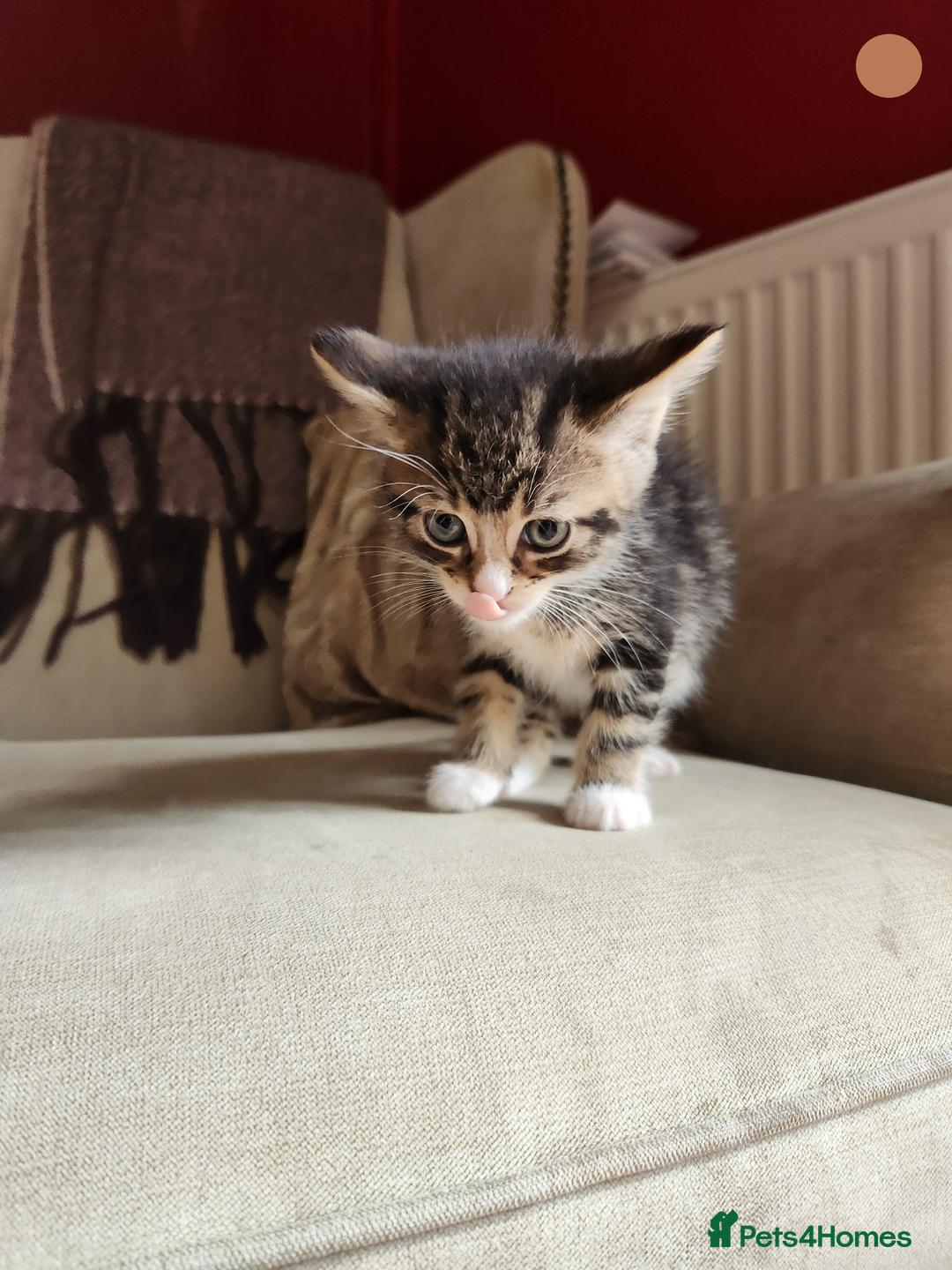 Mixed Breed cats for sale: Maine Coon/Norwegian Forest/British Shorthair X - Image 3