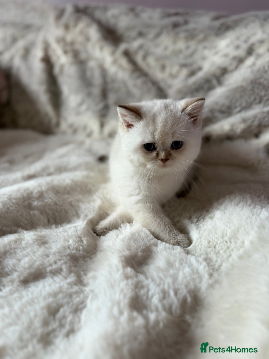 British Shorthair cats for sale: Quality British Shorthair kittens  - Image 17