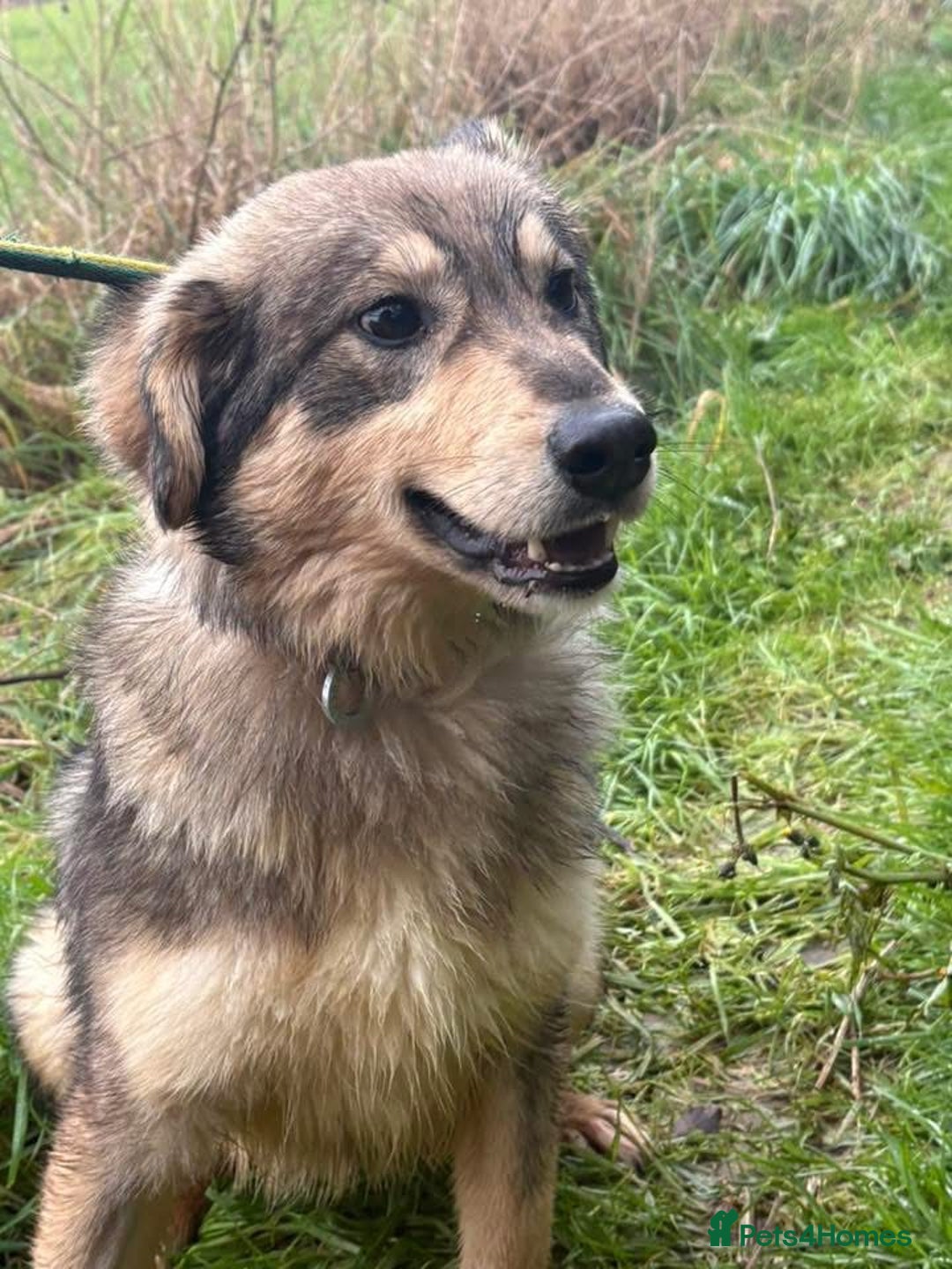 Mixed Breed dogs for adoption: Dave - Norwich Norfolk  - Advert 14