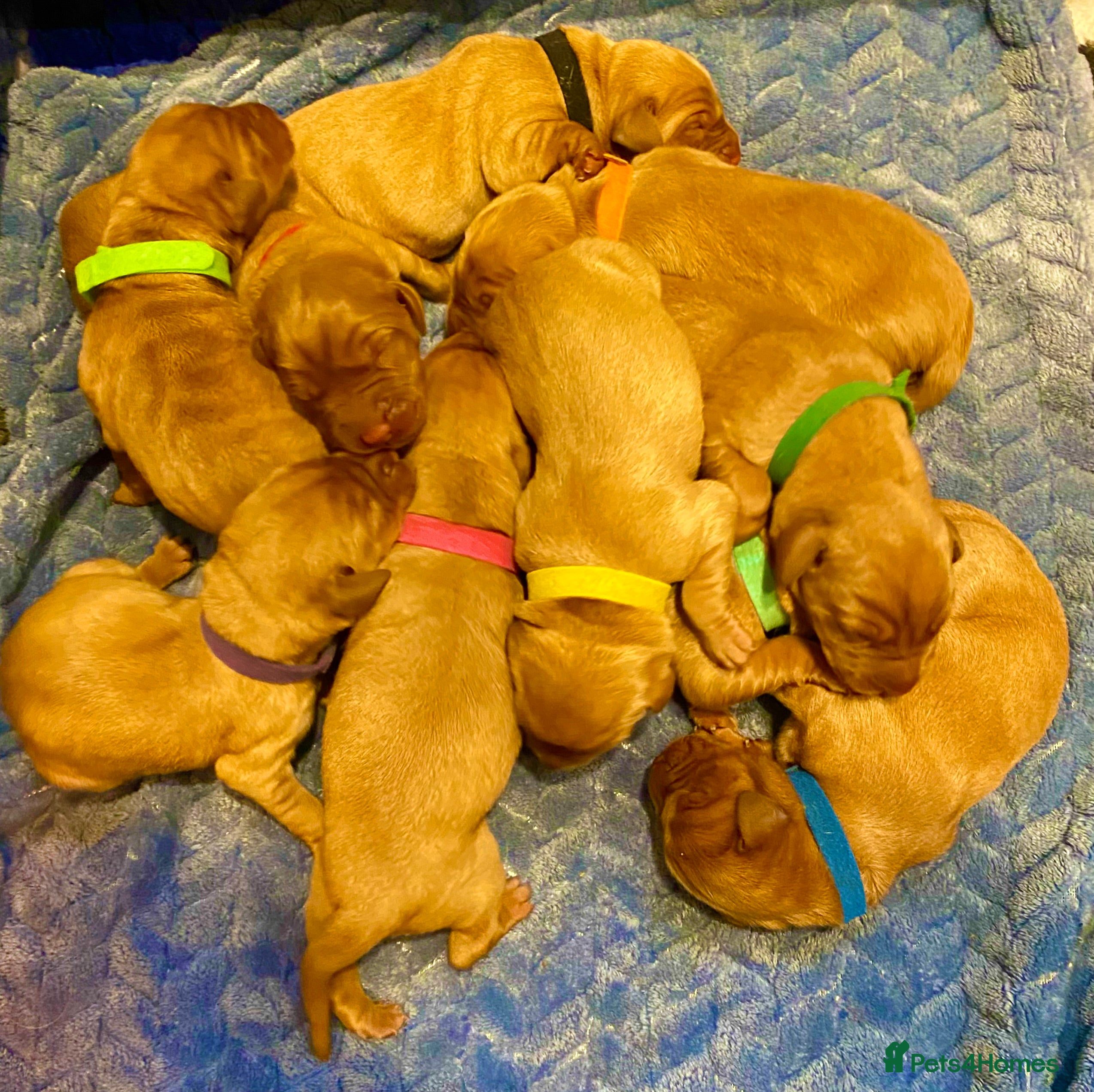 Labrador Retriever dogs QUALITY LITTER OF DARK FOX RED LABRADOR PUPPIES - Advert 9