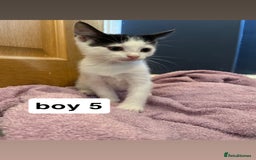 British Shorthair cats for sale: 6 kittens for sale  - Image 14