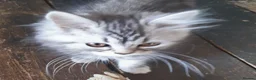 Siberian cats for sale: Absolutely Fabulous Kittens - Advert 34