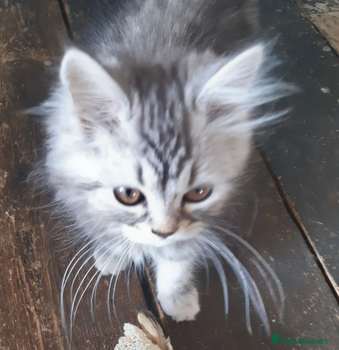 Siberian cats for sale: Absolutely Fabulous Kittens - Advert 34