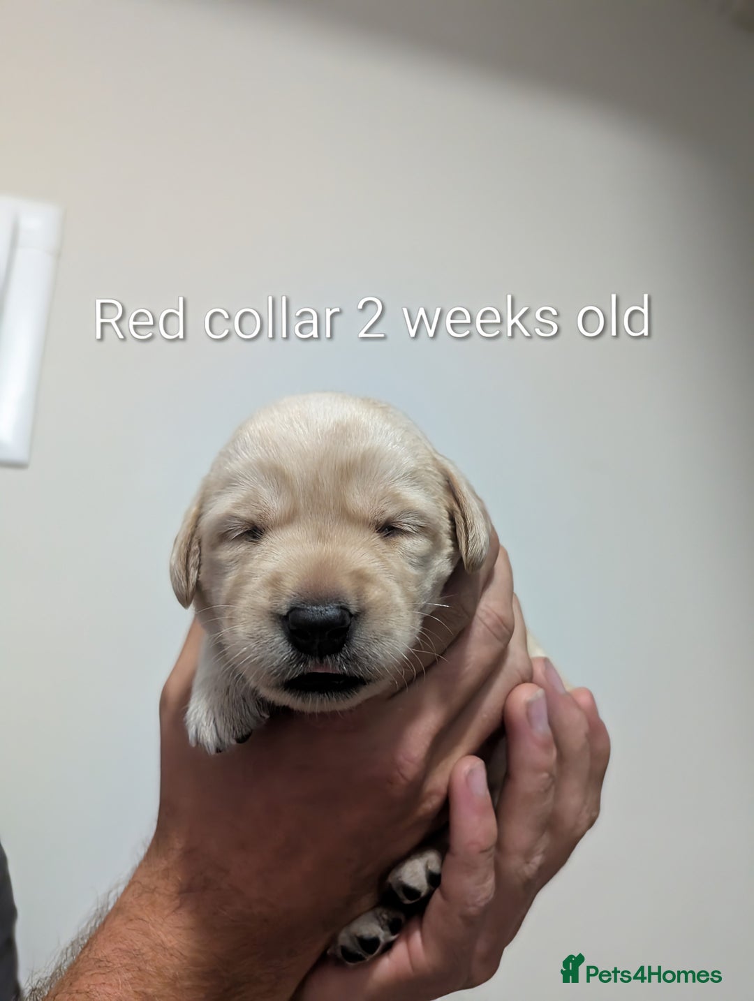 Labrador Retriever dogs for sale: Golden/Yellow Labrador retriever Puppies - Image 4