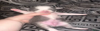 Chihuahua 4 