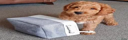 Australian Labradoodle dogs for sale: 🐶Stunning Australian Labradoodles 5⭐Breeder - Advert 7