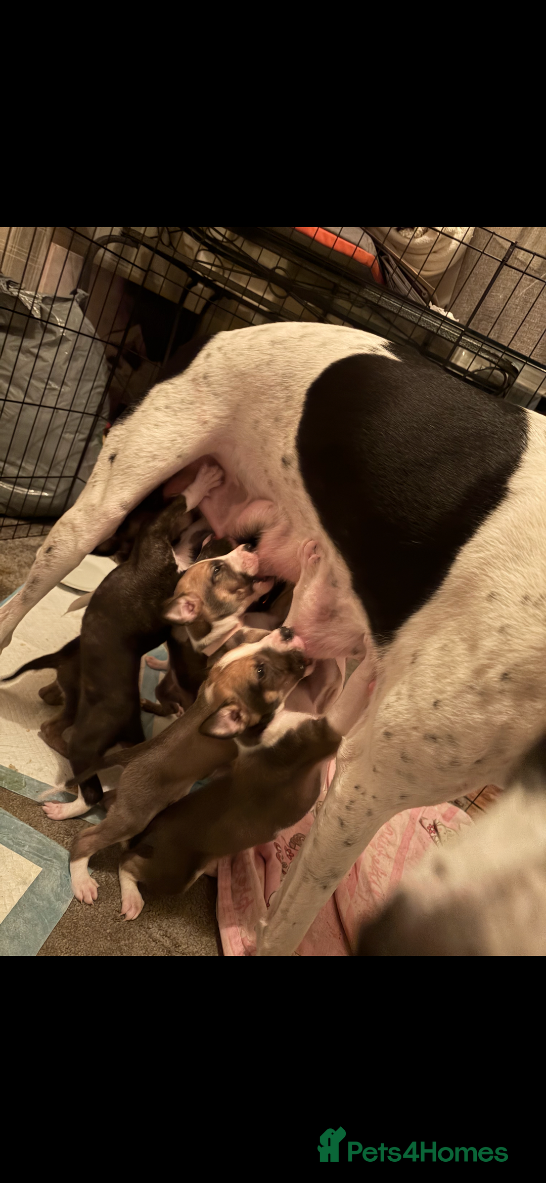 Lurcher dogs for sale: Saluki bull greyhound lurcher puppy’s pups puppies - Image 11