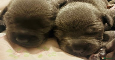 Staffordshire Bull Terrier dogs - Advert 3