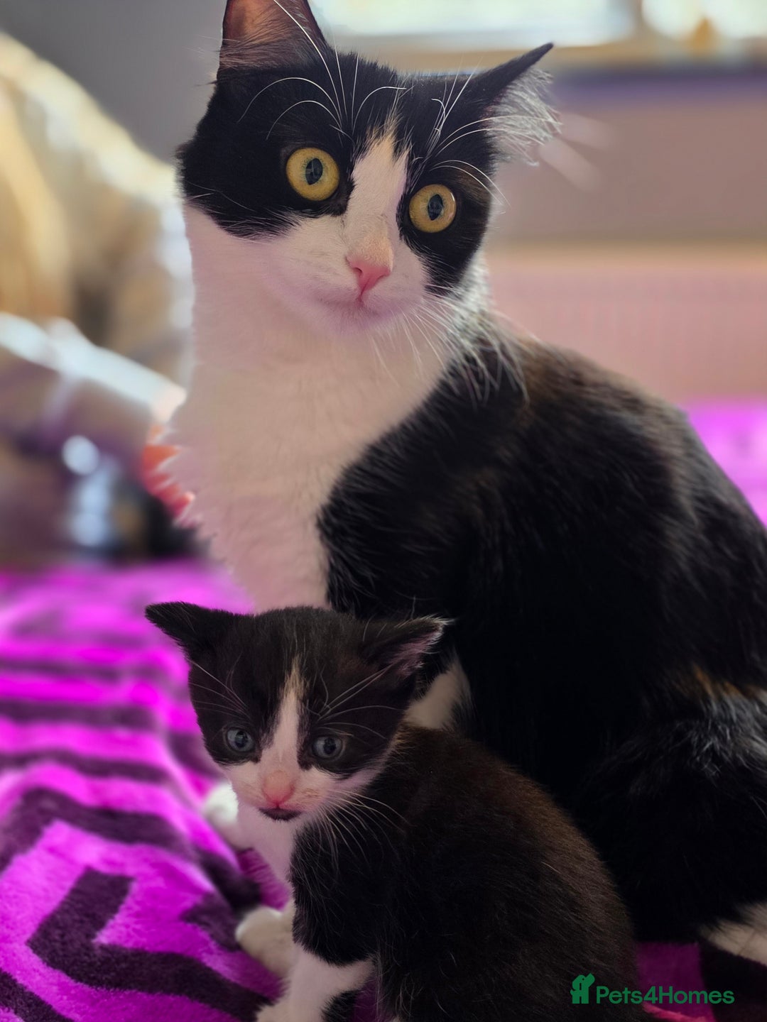 Domestic Shorthair cats for sale: 2 Black and White Males and 1 Black Female - Advert 2