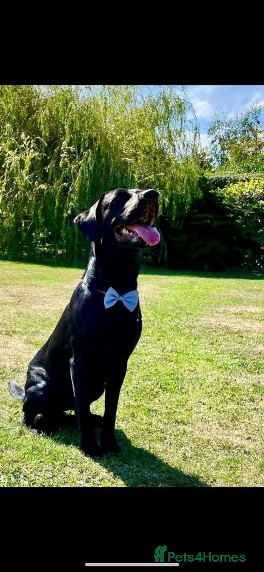 Labrador Retriever dogs for sale: Labrador puppies - Advert 8